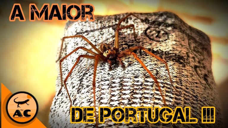 Aranha de Jardim em Portugal: Guia Completo