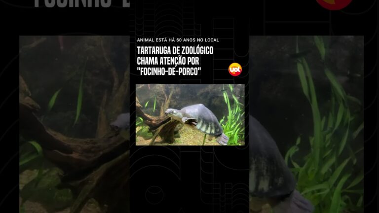 Tartaruga Porco: Conheça essa Espécie Rara