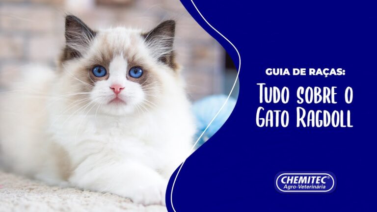 Ragdoll preço em Portugal: Guia de Compra