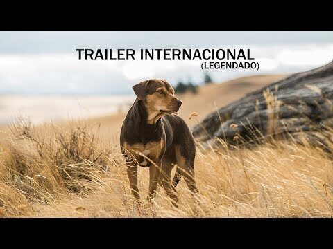 Rumo a Casa: O Caminho de Volta