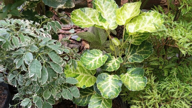 Fotos da Planta da Felicidade: Beleza em Casa
