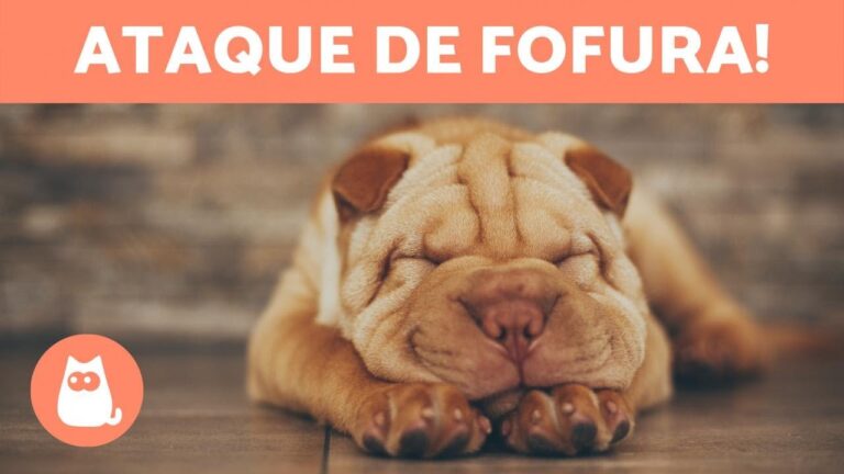 Os Cachorros Mais Fofos do Mundo